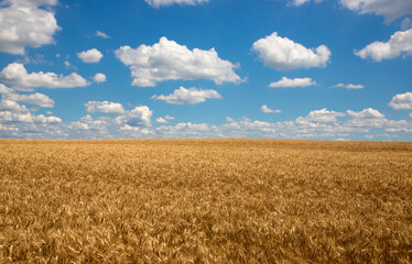 Landscape with a field of golden wheat and blue sky. A ripe wheat crop