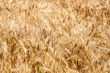 Close-up with a ripe golden wheat crop
