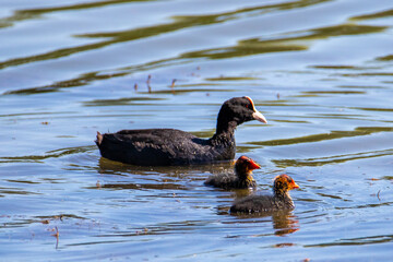 A Coot Atra bird with chicks swimming on the water