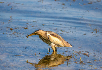 An Ixobrychus minutus (Little Bittern) bird on the water's edge