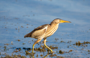 Obraz premium An Ixobrychus minutus (Little Bittern) bird looking for food