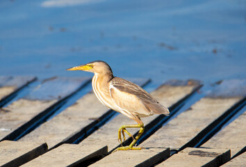 An Ixobrychus minutus (Little Bittern) bird sitting on a pontoon