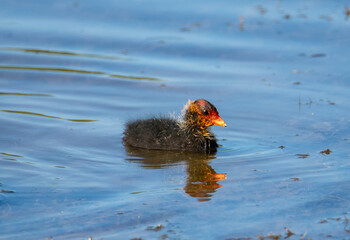 A Fulica Atra chick swimming on the water