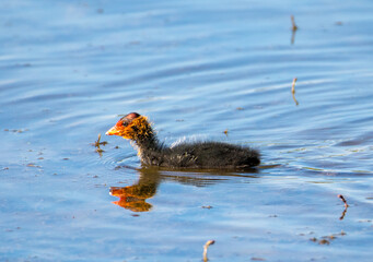 A Fulica Atra chick swimming on the water