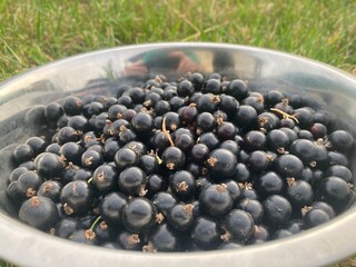 Blackcurrants collected in a bowl