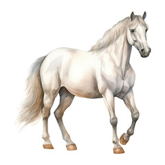 Obraz premium white horse watercolor isolated on transparent background cutout
