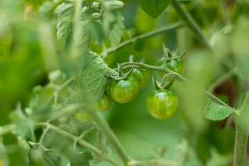 green tomatoes on a vine