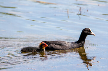 A Coot Atra bird with chicks swimming on the water