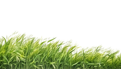 green grass border watercolor isolated on transparent background cutout