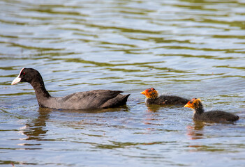 A Coot Atra bird with chicks swimming on the water