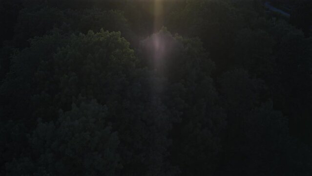 Aerial view of forest and tall buildings at sunset