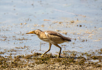 An Ixobrychus minutus (Little Bittern) bird on the water's edge