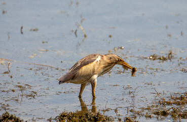 Close-up with an Ixobrychus minutus (Little Bittern) bird in the natural environment