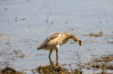 An Ixobrychus minutus bird with a fish in its beak