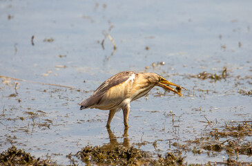 An Ixobrychus minutus (Little Bittern) bird looking for food on the water's edge