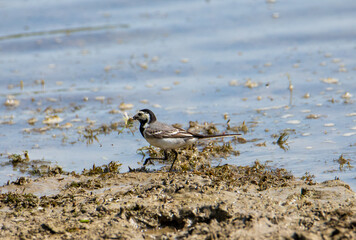 A Motacilla alba bird with an insect in its beak on the water's edge