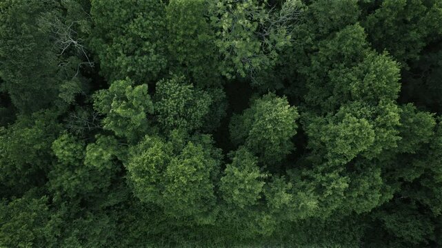 Aerial over forest in Scandinavia
