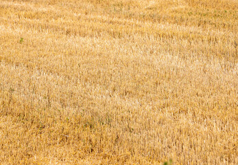 Close-up with the stubble left on the field after the wheat harvest