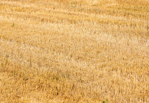 Close-up with the stubble left on the field after the wheat harvest