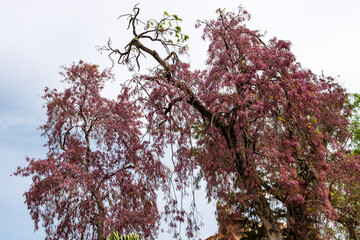 Purple trees in the garden of The Residency, Lucknow, Uttar Pradesh, India, Asia