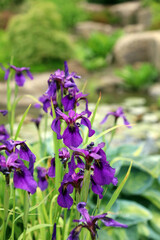 Closeup of Black Iris blooms, North Yorkshire England
