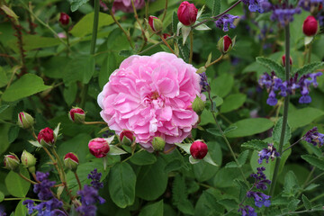 Macro image of a pink Rose growing among Catmint, North Yorkshire England
