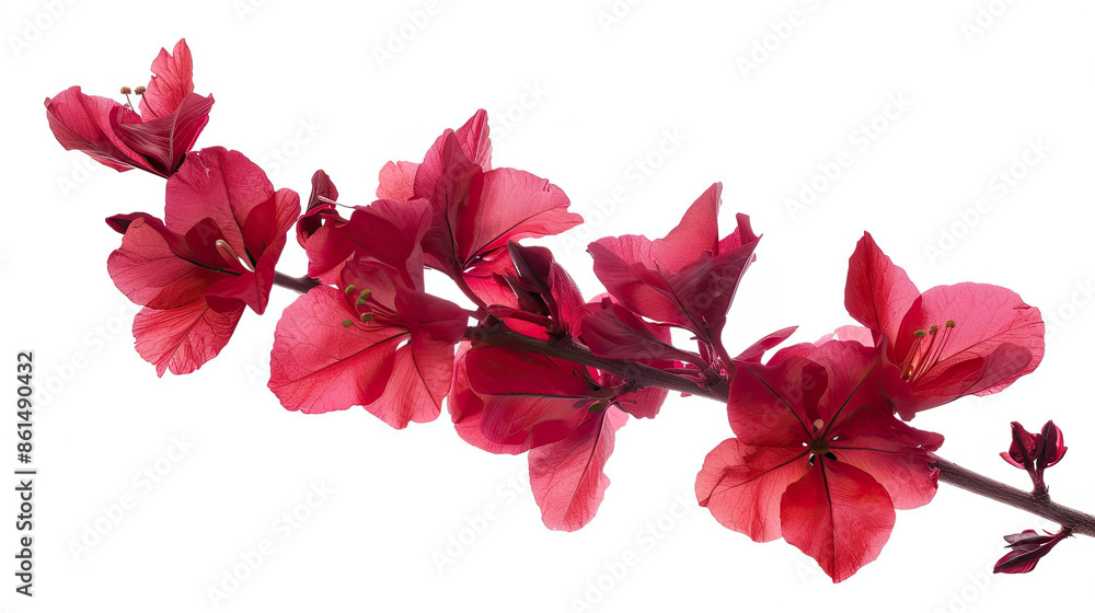 Wall mural Branch of red flower isolated on white background