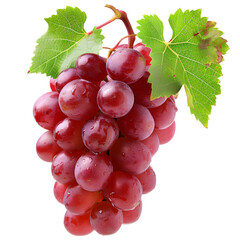 Fototapeta premium A ripe, red grape