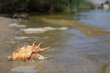 a large striped shell on a sandy shore near the sea. summer