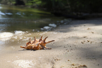 a large striped shell on a sandy shore near the sea. summer