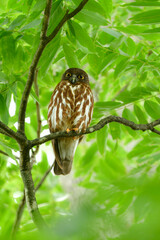 神社やお寺の森で初夏から夏に見られる身近なフクロウの仲間、アオバズク
