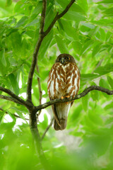 神社やお寺の森で初夏から夏に見られる身近なフクロウの仲間、アオバズク