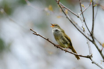 初夏の高原や公園で美しいさえずりで鳴く身近な小鳥、ウグイス