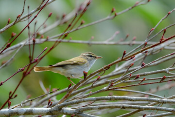 上高地や八ヶ岳で初夏に山や高原で見られる美しいさえずりのエゾムシクイ