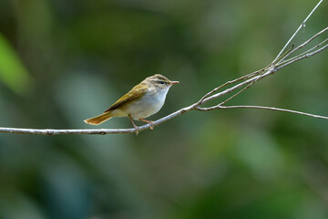 上高地や八ヶ岳で初夏に山や高原で見られる美しいさえずりのエゾムシクイ