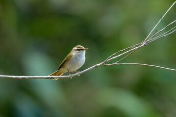 上高地や八ヶ岳で初夏に山や高原で見られる美しいさえずりのエゾムシクイ