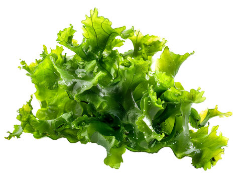 A small piece of seaborgium
