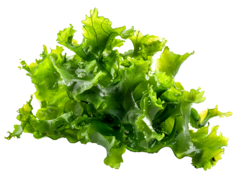 A small piece of seaborgium