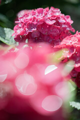 Fototapeta premium 紫陽花レトロ