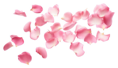 Fototapeta premium PNG Rose petals backgrounds flower plant.