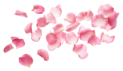 PNG Rose petals backgrounds flower plant.