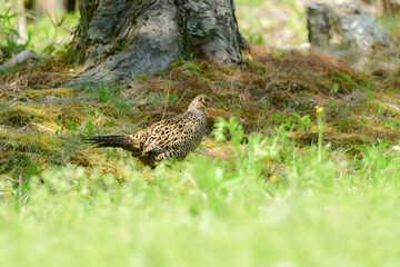 初夏の田んぼで見られる緑色の美しい羽をした日本の国鳥のキジ