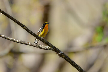 初夏の高原の森を彩る美しい黄色とオレンジの野鳥、人気者の渡り鳥キビタキ