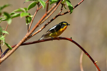 初夏の高原の森を彩る美しい黄色とオレンジの野鳥、人気者の渡り鳥キビタキ