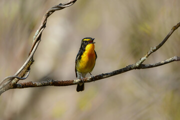 Fototapeta premium 初夏の高原の森を彩る美しい黄色とオレンジの野鳥、人気者の渡り鳥キビタキ