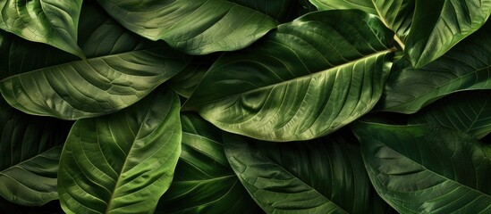 A tropical leaf nature concept background with a close-up group of green leaves providing a textured and abstract copy space image.