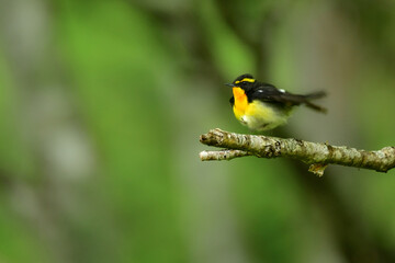 初夏の高原の森を彩る美しい黄色とオレンジの野鳥、人気者の渡り鳥キビタキ