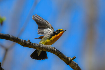 初夏から夏に高原の森で見られる黄色とオレンジが美しい野鳥キビタキ