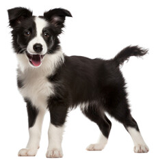 Fototapeta premium PNG Border Collie puppy mammal animal collie.