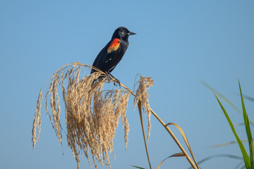Red-winged Blackbird male perched on a grass